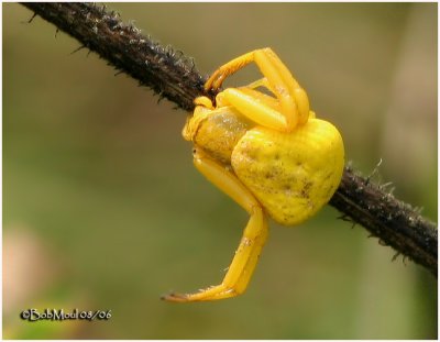  Whitebanded Crab Spider