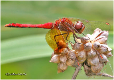BAND-WINGED MEADOWHAWK
