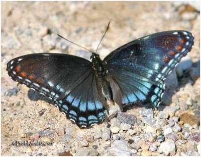 White Admiral/Red Spotted Purple Hybrid
