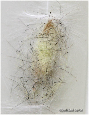 White-marked Tussock Moth Cocoon