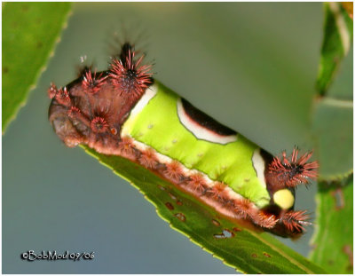 Saddleback Caterpillar MothAcharia stimulea #4700