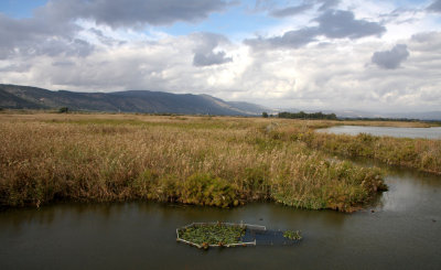 Hula-Nature-Reserve_5-12-2012 (131).JPG