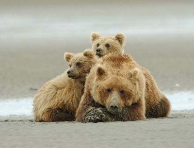 Alaska Animals