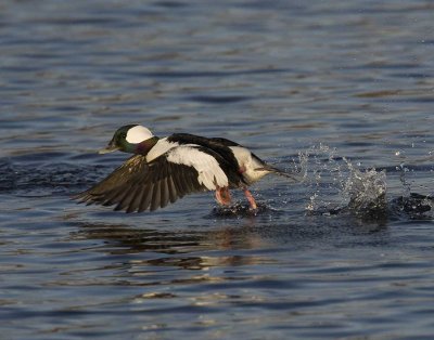 Delaware Nature Society Waterfowl Tour