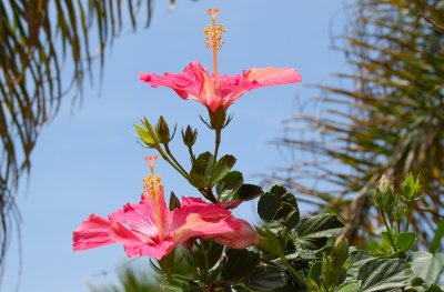 Pink Hibiscus, Lake Chapala Shoreline, Jalisco, Mexico