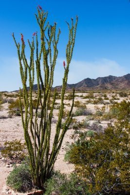 Ocotillo with a few early flowers
