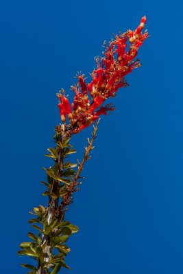Flower of the Ocotillo