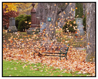 Fall Colors Falling Leaves