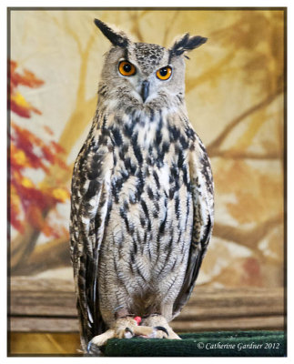 Great Horned Owl