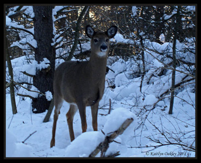 Young White Tail Deer