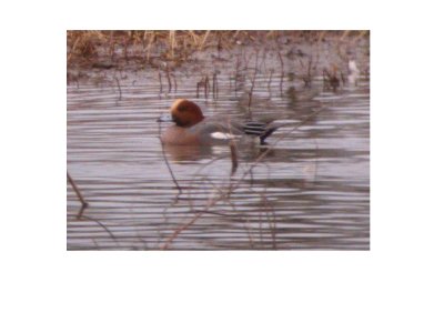 Eurasian Wigeon