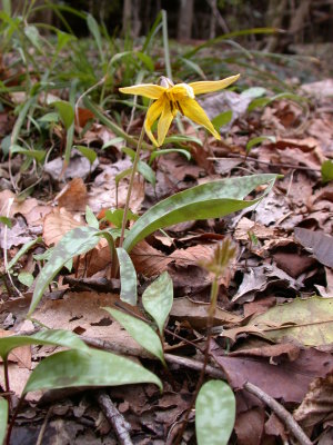 trout lily.JPG