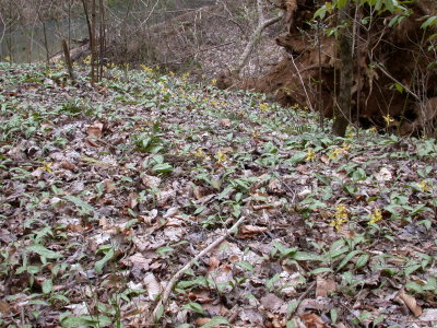 trout lilies abound.JPG