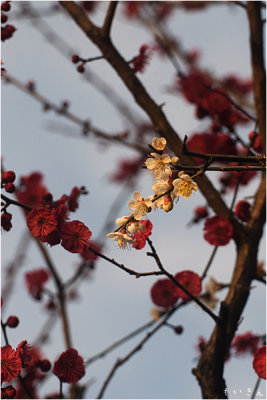 2013ume008.jpg