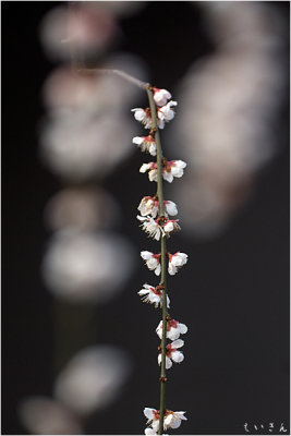 2013ume009.jpg