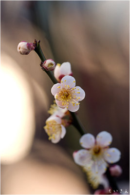 2013ume011.jpg