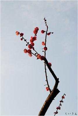 2013ume012.jpg