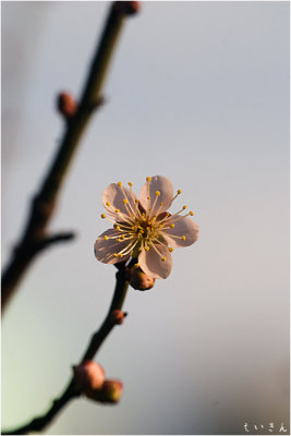 2013ume014.jpg