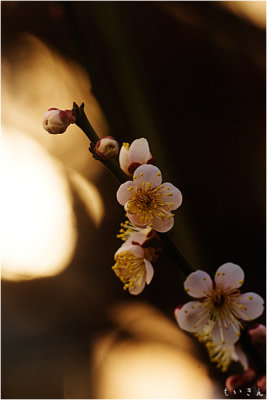 2013ume016.jpg