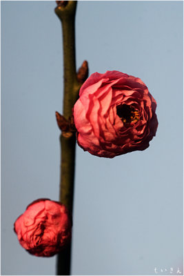 2013ume017.jpg