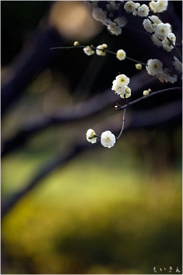 2013ume018.jpg
