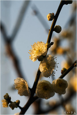 2013ume019.jpg