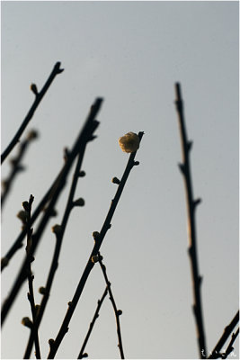 2013ume020.jpg