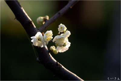 2013ume021.jpg