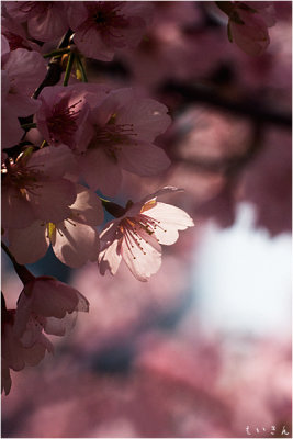 130310_sakura_01.jpg