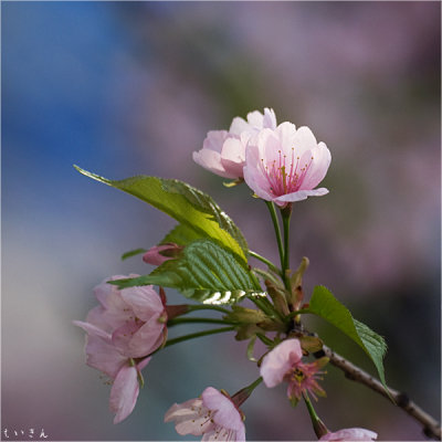 130310_sakura_07.jpg