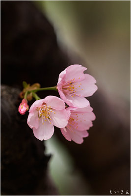 130310_sakura_09.jpg