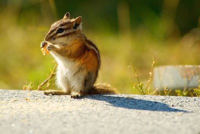 Chipmunk  ~  August 22  [13]