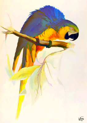 Blue  Yellow Macaw-Web.jpg