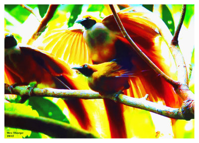 Birds of Paradise Mating