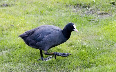 Coot