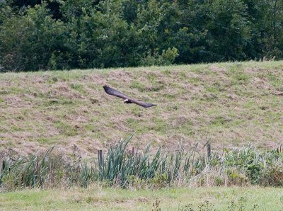 Marsh Harrier