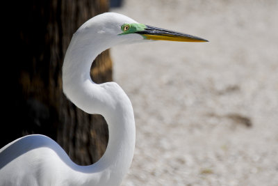 Great egret in breeding coloration