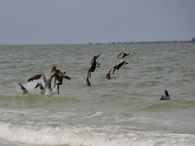 Pelicans see food