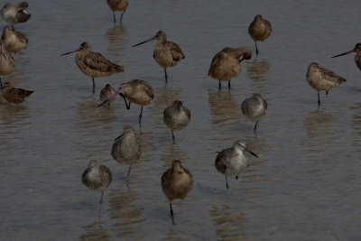 Resting position