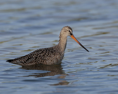 Marlbed godwit, I think wading not swimming