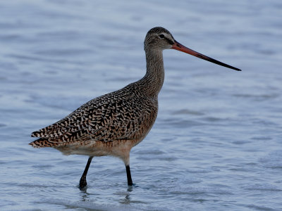 The bills of shorebirds are soft, sensitive, & flexible! 
