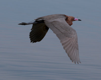 Reddish egret