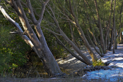 Australian pines, prolific & problematic in coastal Florida