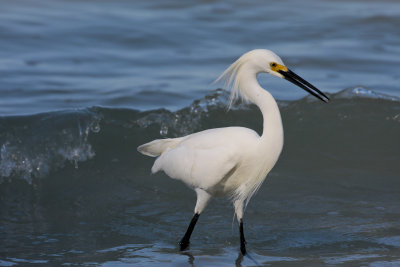Snowy egret