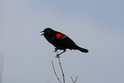 Redwing blackbird