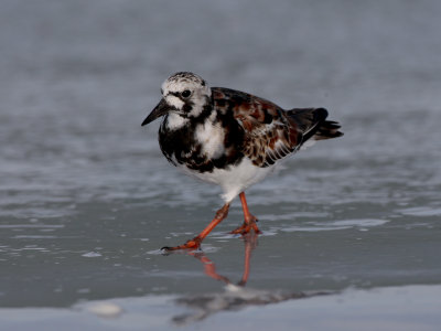 Ruddy turnstone, said to turn over stones to find food!