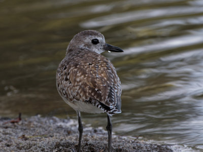 Semipalmated sandpiper