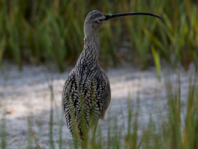 Long-billed curlew