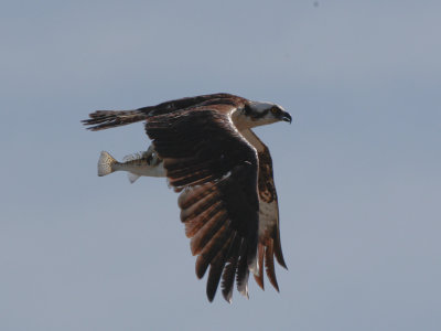 Ospreys dive straight down from 50' for a fish.
