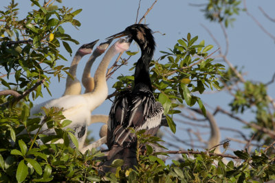 Growing anhinga children
